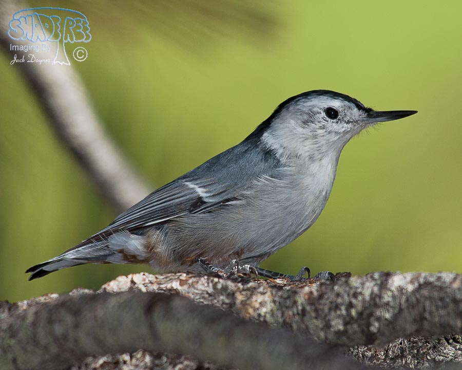White-Breasted Nuthatch - Sitta carolinensis