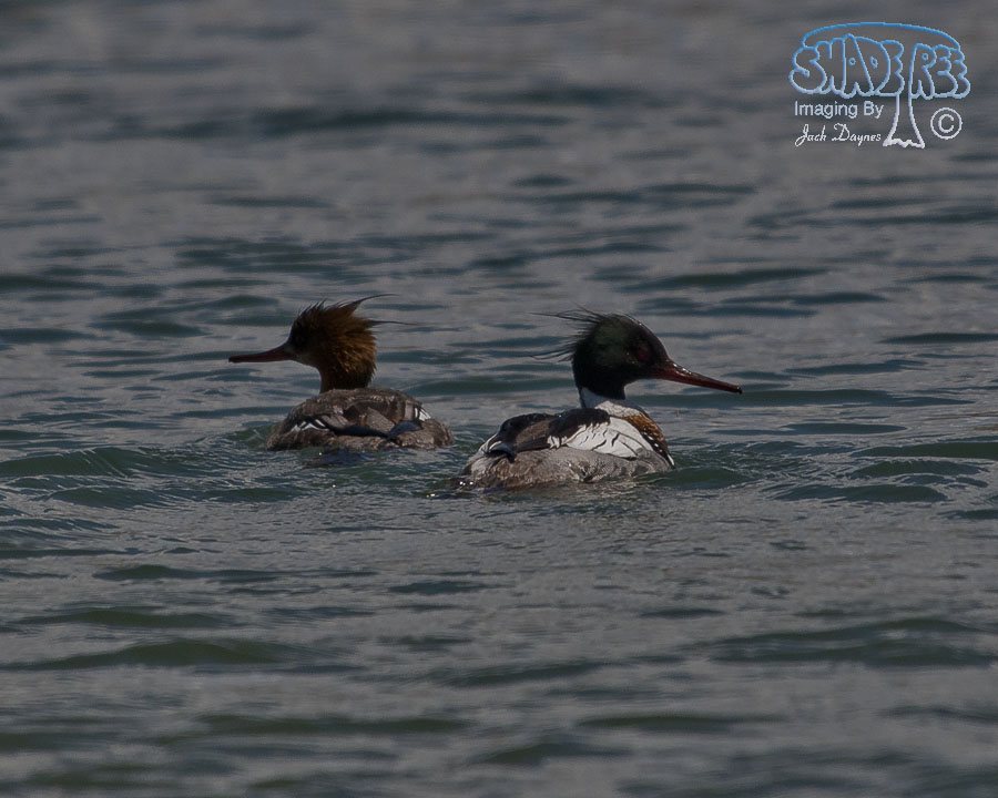 Red-Breasted Merganser - Mergus serrator