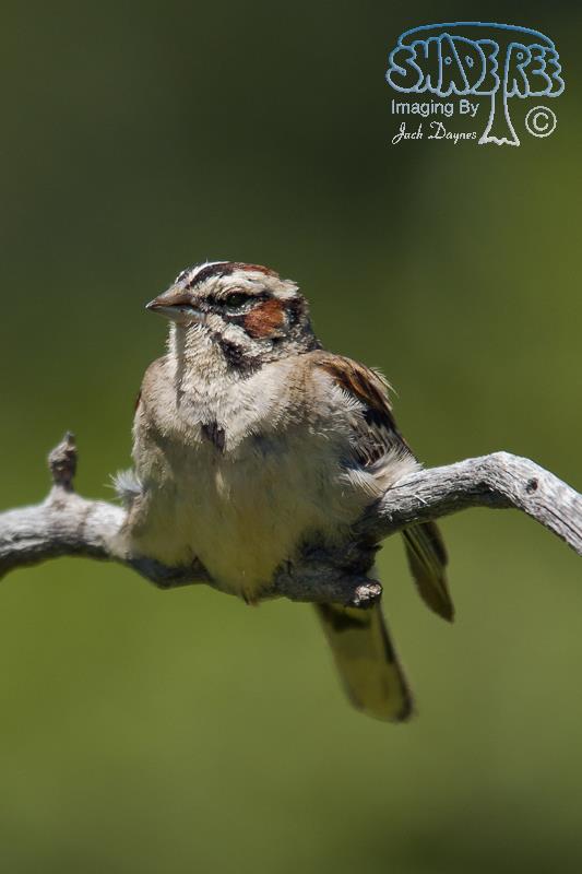 Lark Sparrow - Chondestes grammacus