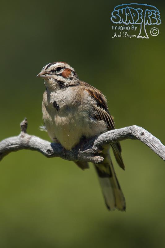 Lark Sparrow - Chondestes grammacus
