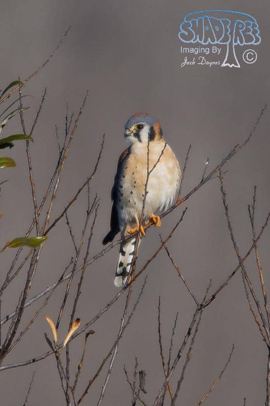 American Kestrel - Falco sparverius