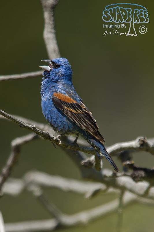 Blue Grosbeak - Passerina caerulea