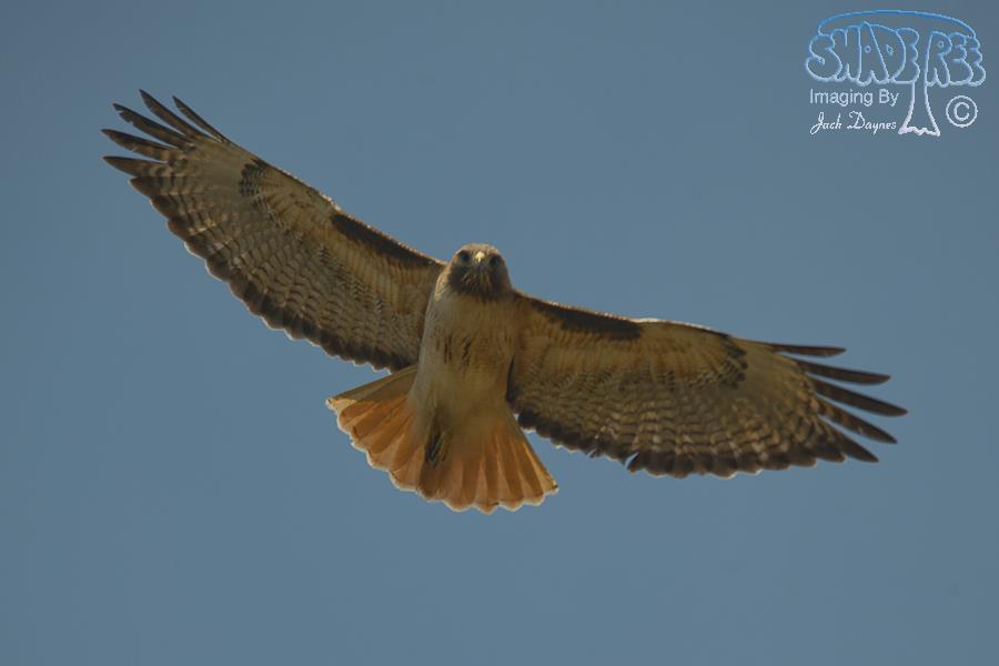 Red-Tailed Hawk - Buteo jamaicensis
