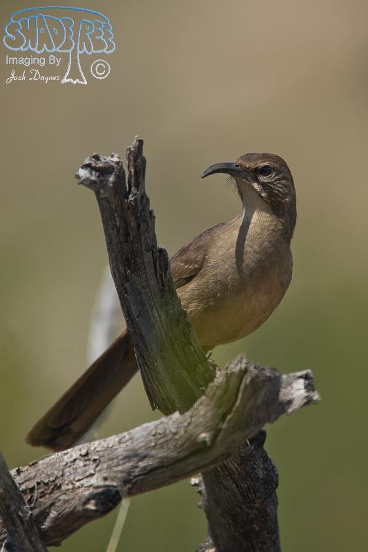 California Thrasher - Toxostoma redivivum