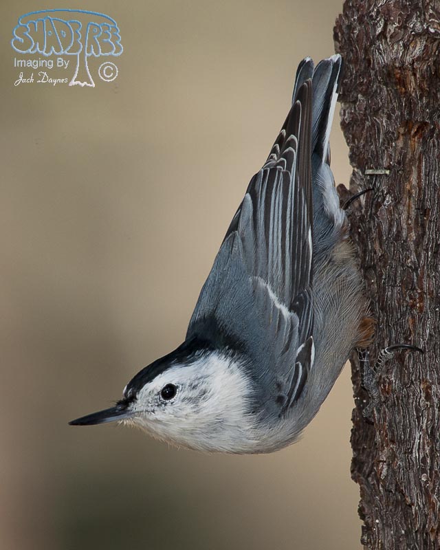 White-Breasted Nuthatch - Sitta carolinensis