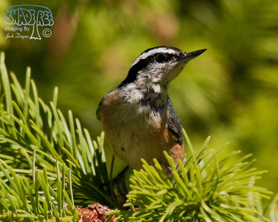 Red-Breasted Nuthatch - Sitta canadensis