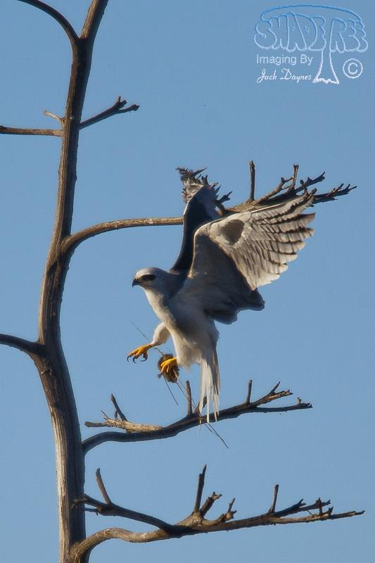 White-Tailed Kite - Elanus leucurus