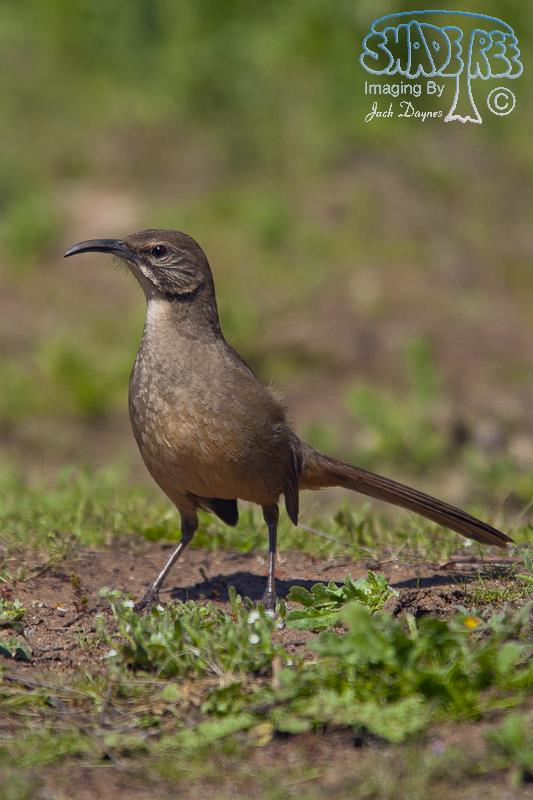 California Thrasher - Toxostoma redivivum