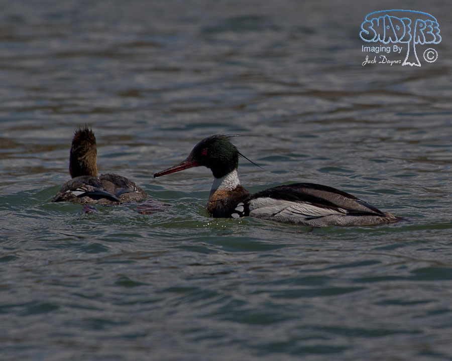 Red-Breasted Merganser - Mergus serrator