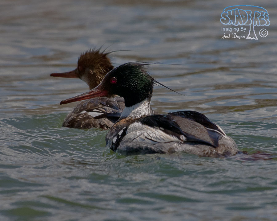 Red-Breasted Merganser - Mergus serrator