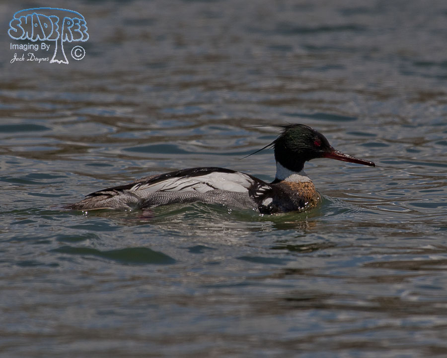 Red-Breasted Merganser - Mergus serrator