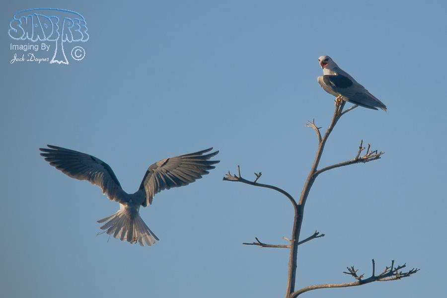 White-Tailed Kite - Elanus leucurus