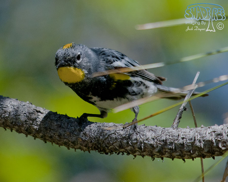 Yellow-Rumped Warbler - Setophaga coronata auduboni