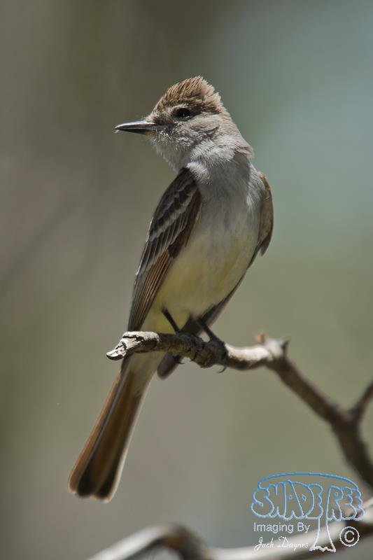 Ash-Throated Flycatcher - Myiarchus cinerascens