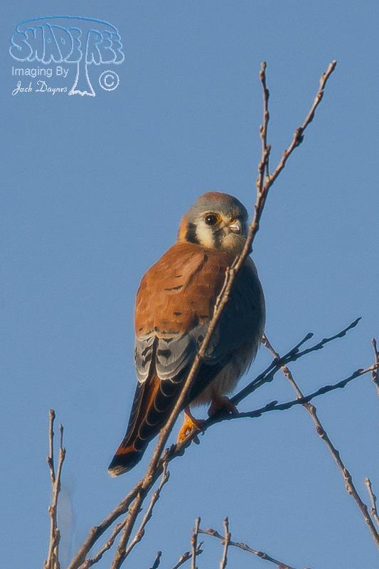 American Kestrel - Falco sparverius