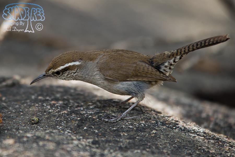 Bewick's Wren - Thryomanes bewickii