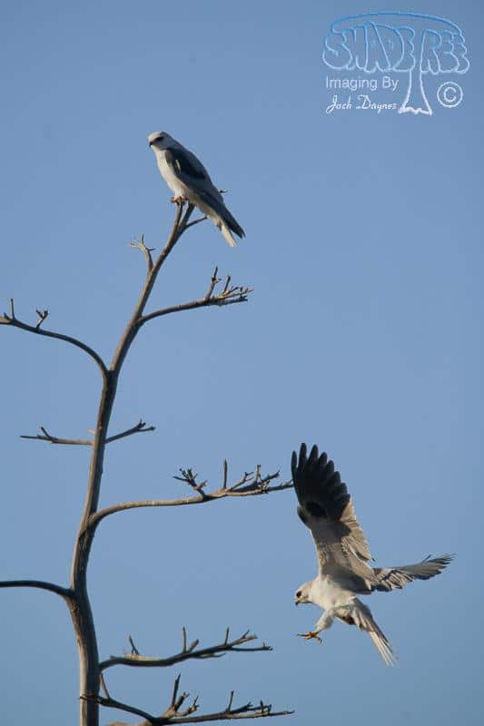White-tailed Kite - Elanus leucurus