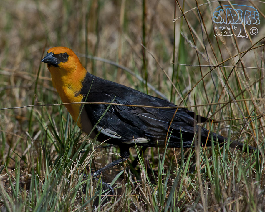 Yellow-Headed Blackbird - Xanthocephalus xanthocephalus