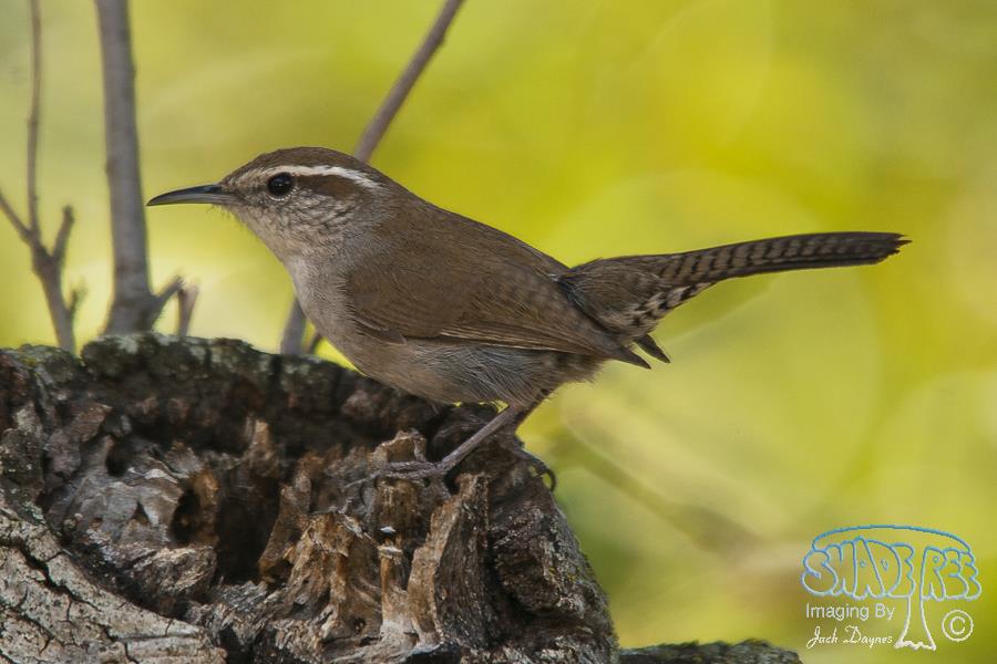 Bewick's Wren - Thryomanes bewickii