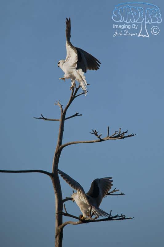 White-Tailed Kite - Elanus leucurus
