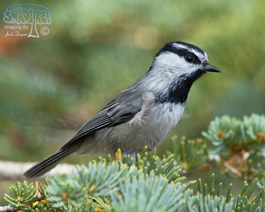 Mountain Chickadee - Poecile gambeli