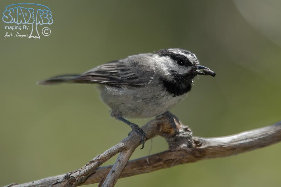 Mountain Chickadee - Poecile gambeli