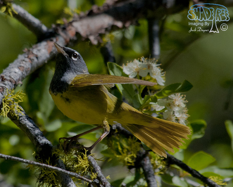 MacGillivray's Warbler - Geothlypis tolmiei