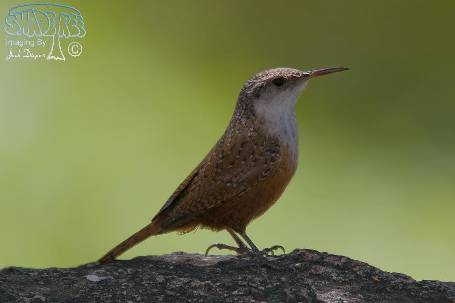 Canyon Wren - Catherpes mexicanus