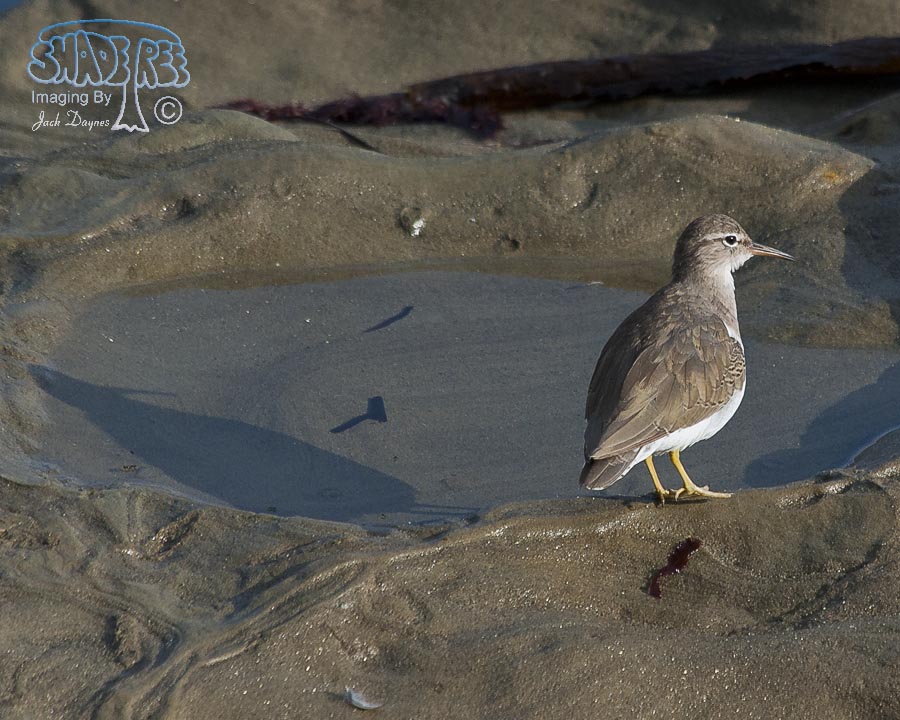 Spotted Sandpiper - Tringa macularia