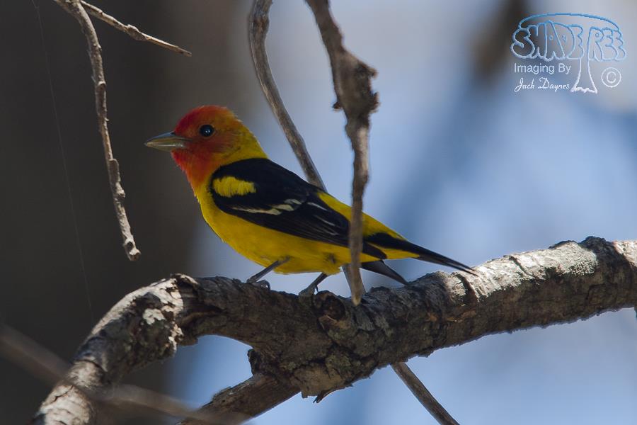 Western Tanager - Piranga ludoviciana