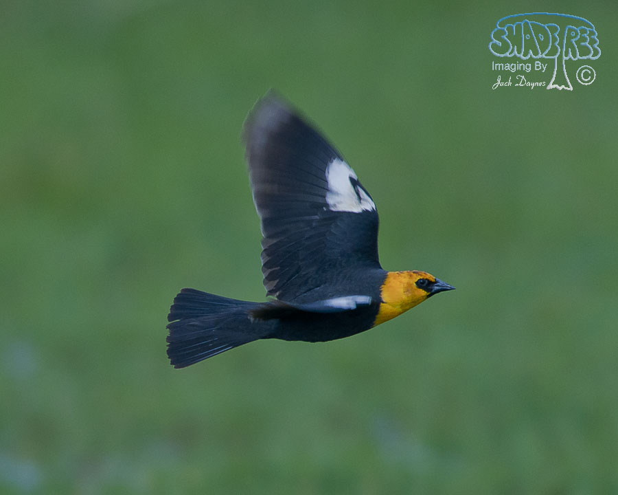 Yellow-Headed Blackbird - Xanthocephalus xanthocephalus