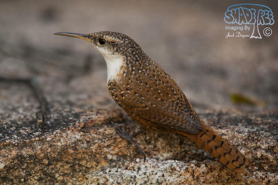 Canyon Wren - Catherpes mexicanus