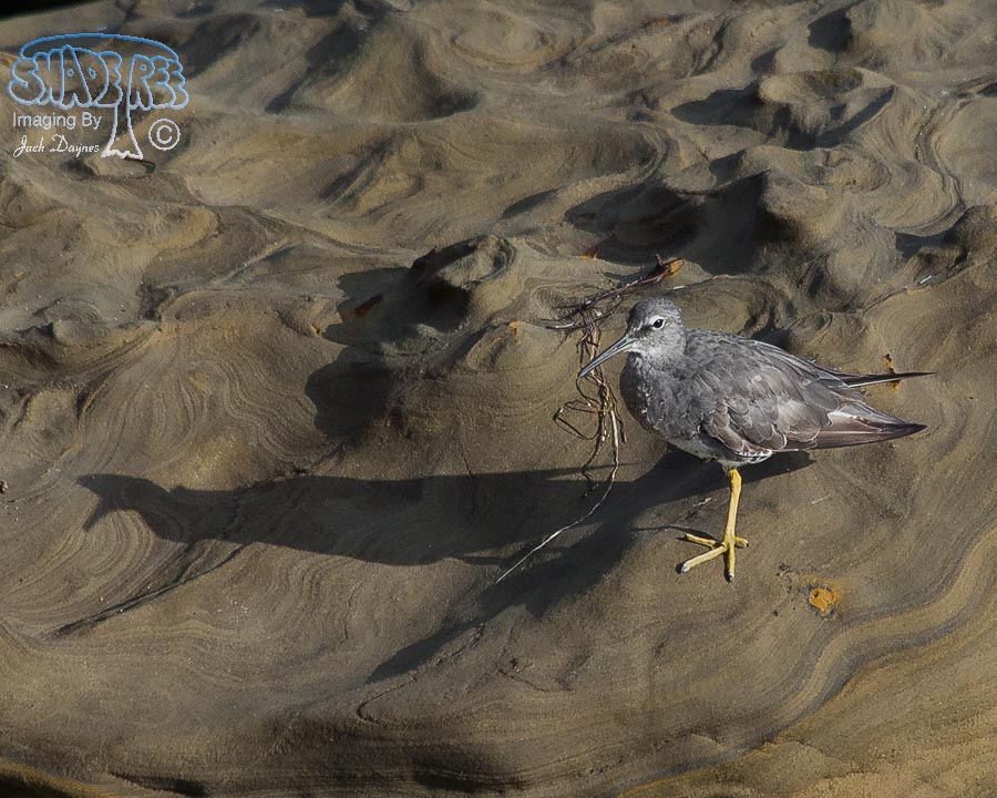 Wandering Tattler - Tringa incana
