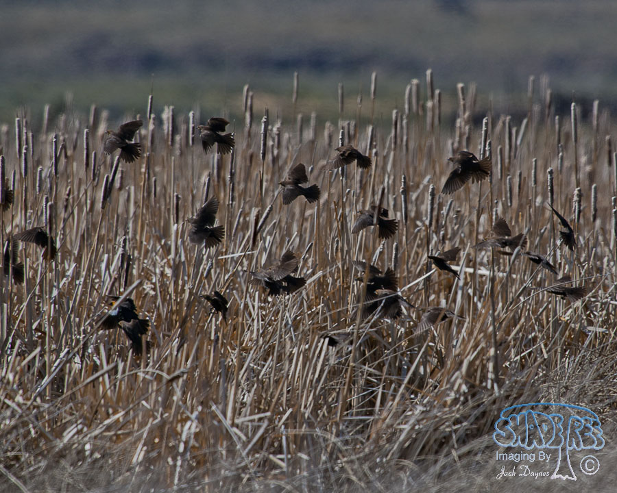 Yellow-Headed Blackbird - Xanthocephalus xanthocephalus