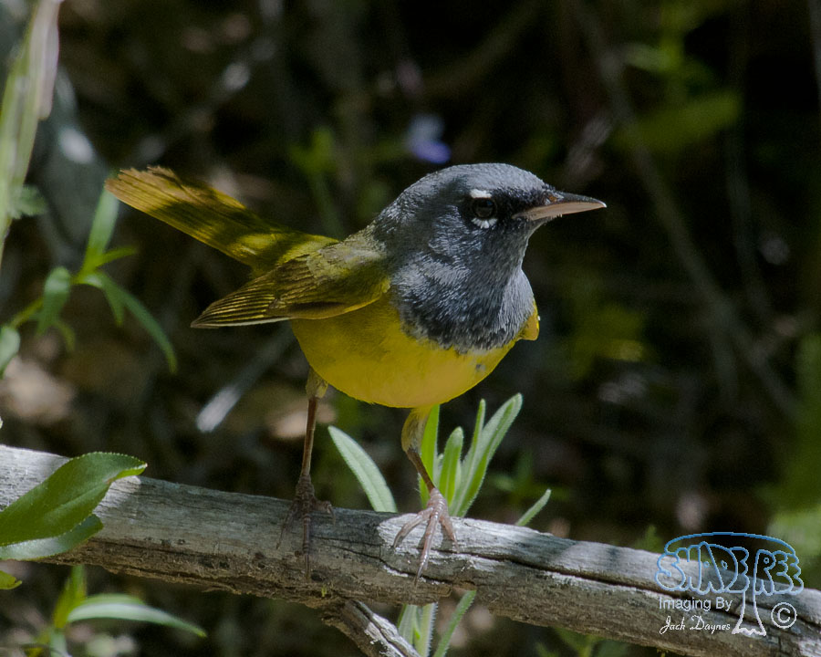 MacGillivray's Warbler - Geothlypis tolmiei