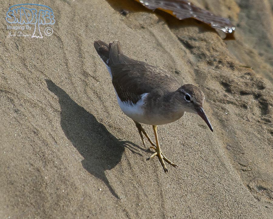 Wandering Tattler - Tringa incana