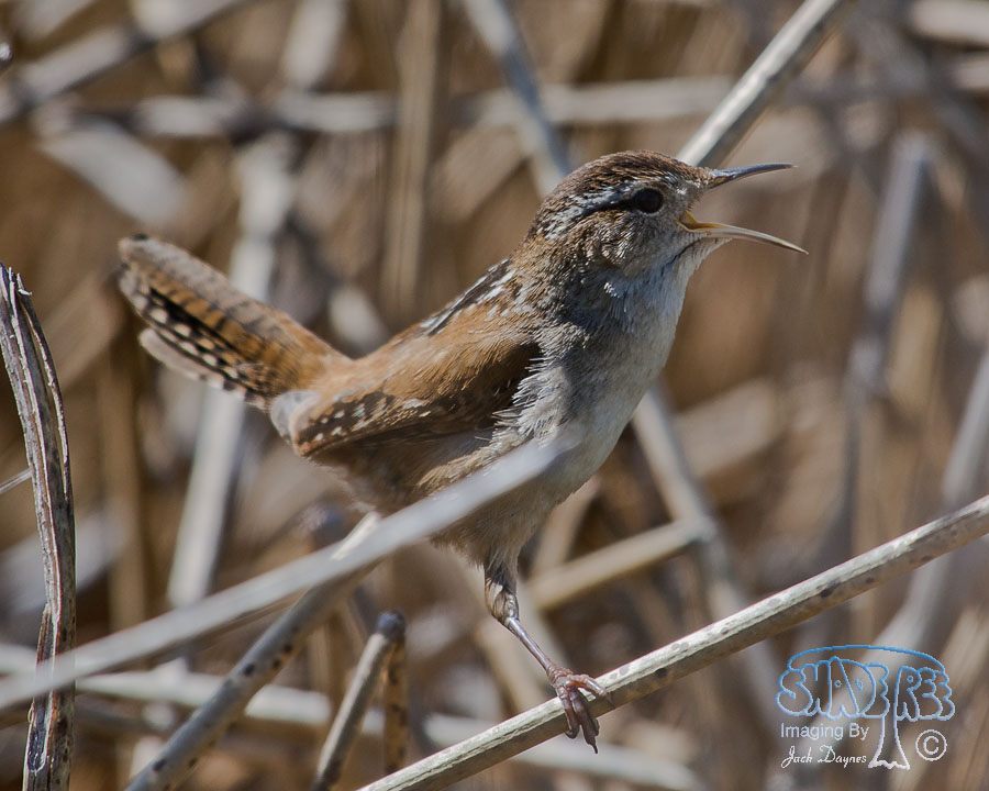 Marsh Wren - Cistothorus palustris