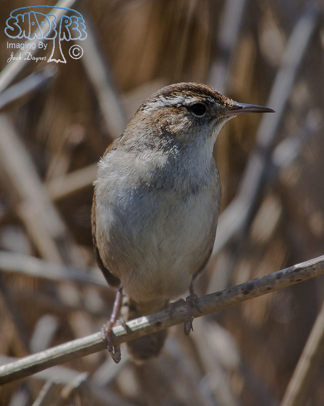 Marsh Wren - Cistothorus palustris