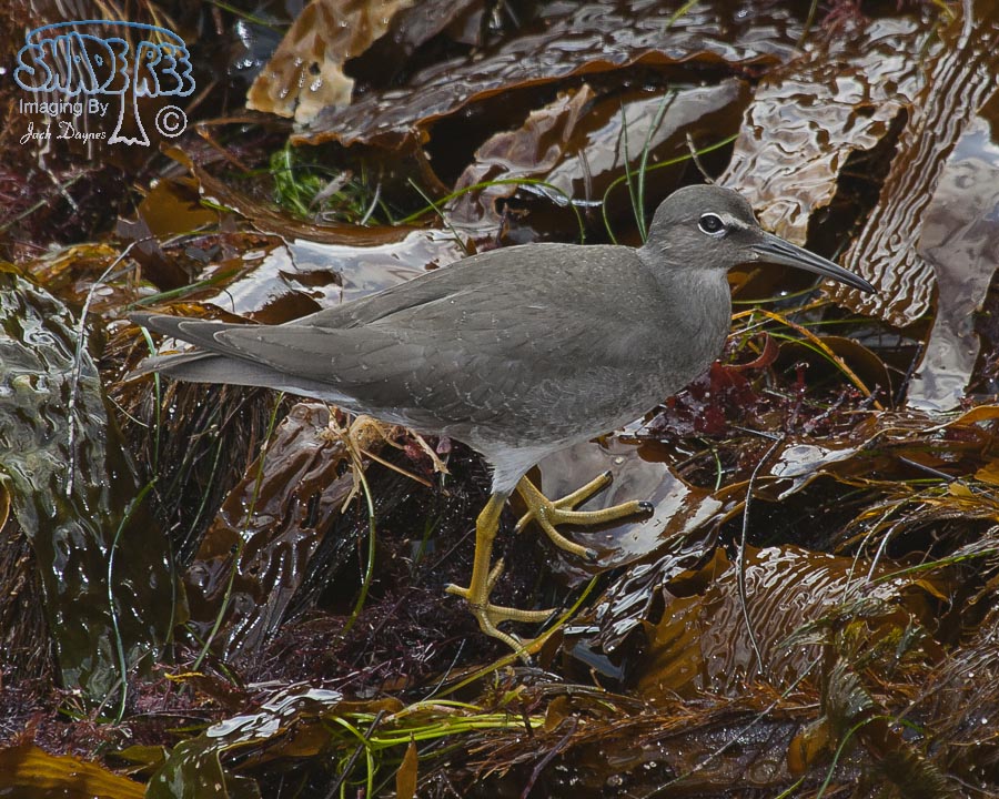 Wandering Tattler - Tringa incana