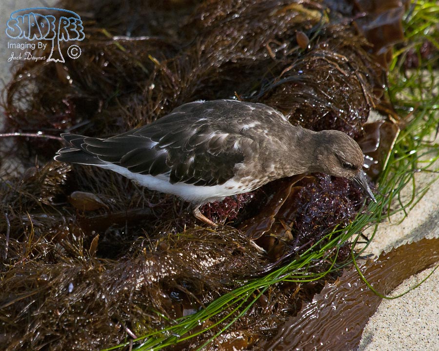 Black Turnstone - Arenaria melanocephala