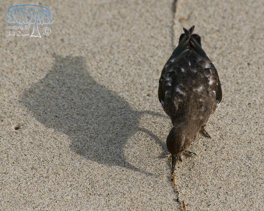 Black Turnstone - Arenaria melanocephala