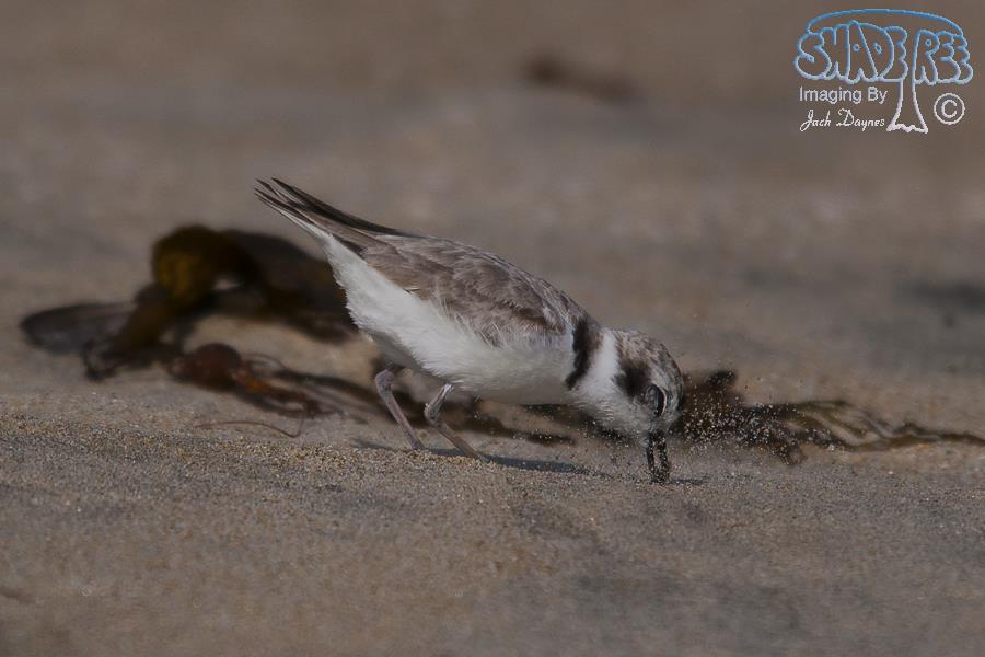 Snowy Plover - Charadrius alexandrinus