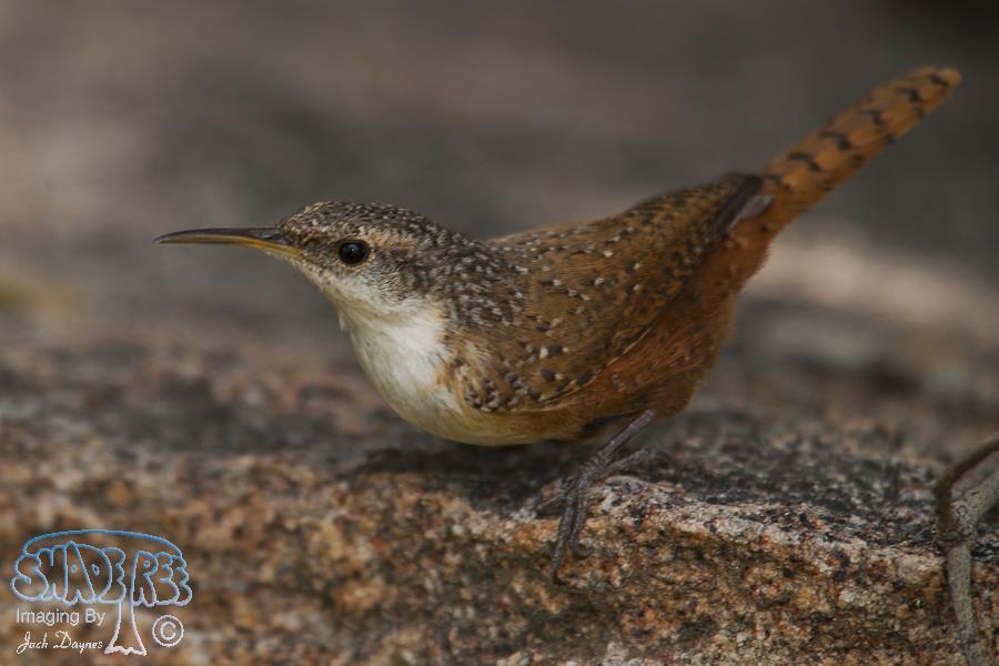 Canyon Wren - Catherpes mexicanus