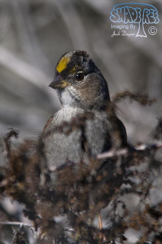 Golden-Crowned Sparrow - Zonotrichia atricapilla