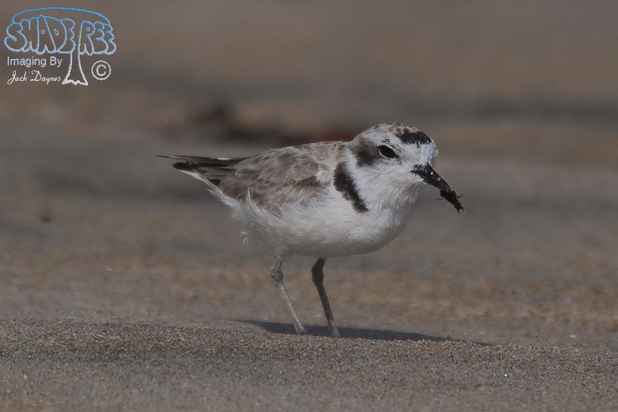 Snowy Plover - Charadrius alexandrinus