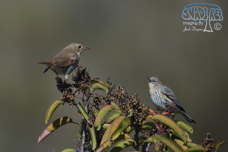 Hermit Thrush - Catharus guttatus