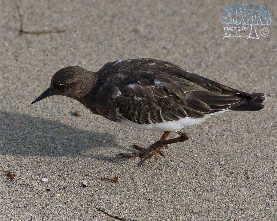 Black Turnstone - Arenaria melanocephala