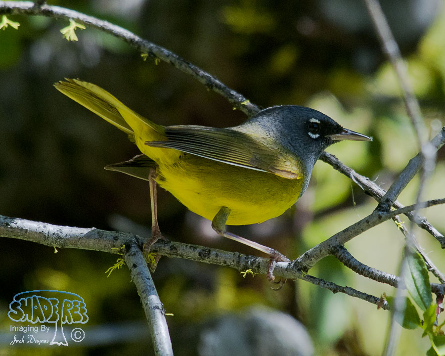 MacGillivray's Warbler - Geothlypis tolmiei