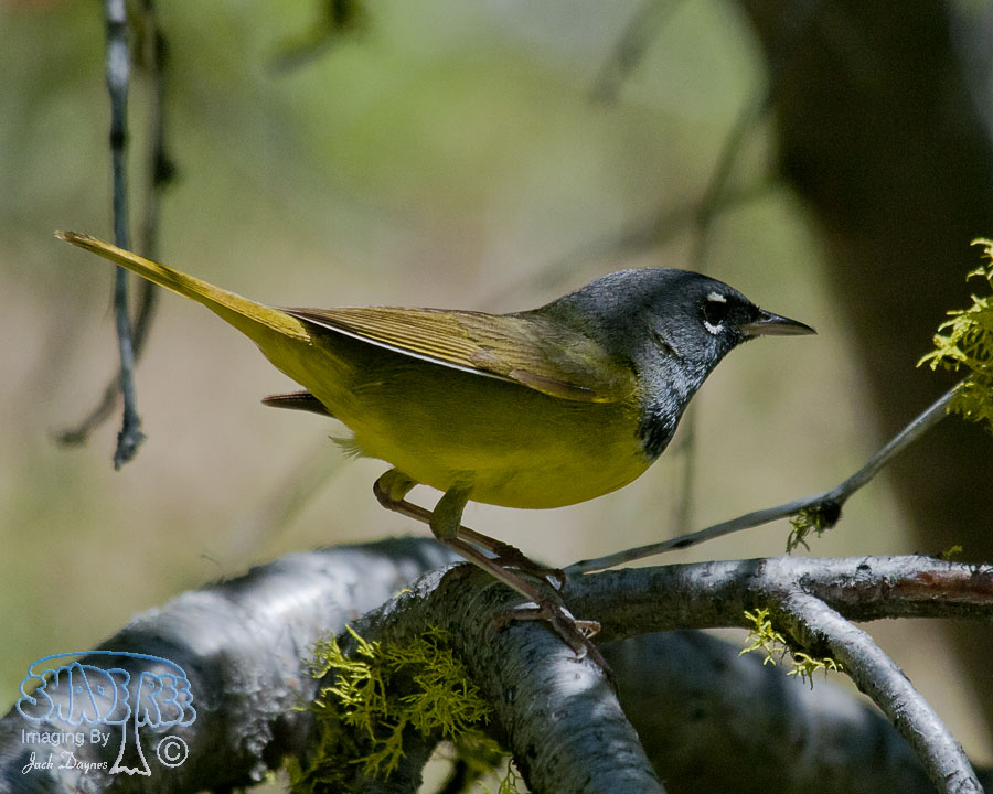 MacGillivray's Warbler - Geothlypis tolmiei