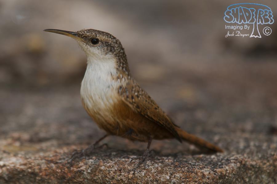 Canyon Wren - Catherpes mexicanus